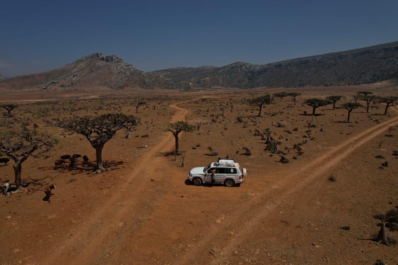 Dragon blood trees scattered across the Socotra highlands